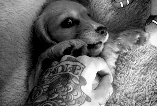 Pessoas Tatuadas com Cães de estimação (46)