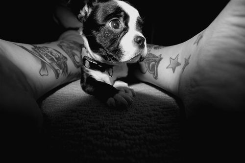 Pessoas Tatuadas com Cães de estimação (43)