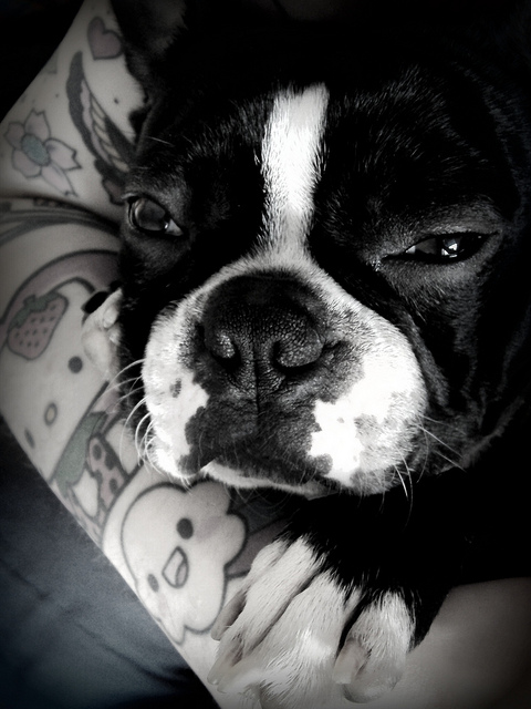 Pessoas Tatuadas com Cães de estimação (27)