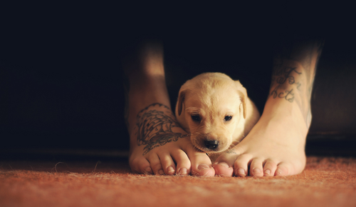 Pessoas Tatuadas com Cães de estimação (26)