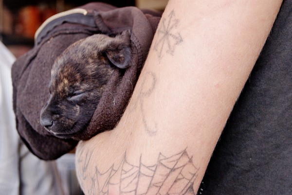 Pessoas Tatuadas com Cães de estimação (17)
