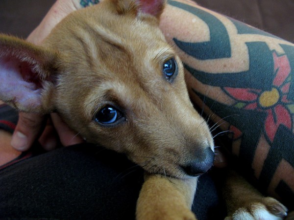 Pessoas Tatuadas com Cães de estimação (15)
