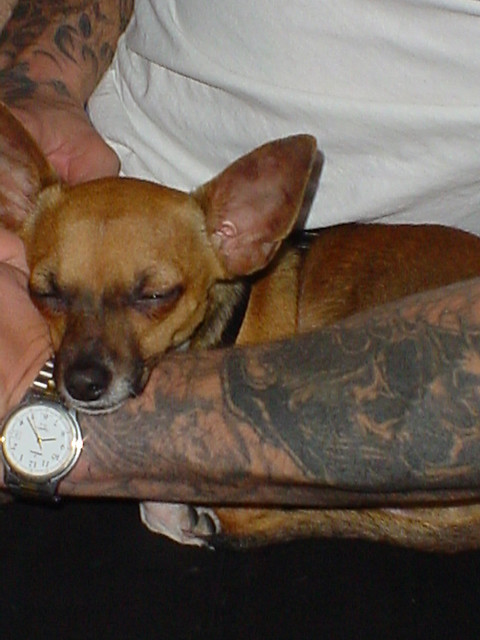 Pessoas Tatuadas com Cães de estimação (14)