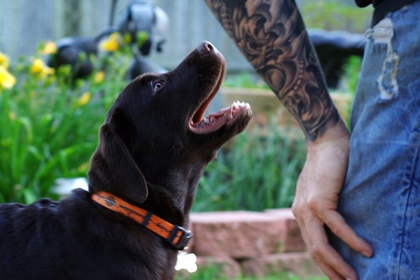 Pessoas Tatuadas com Cães de estimação (11)