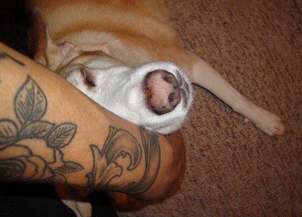 Pessoas Tatuadas com Cães de estimação (7)