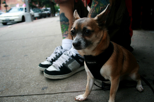 Tattooed People with Puppies (91)