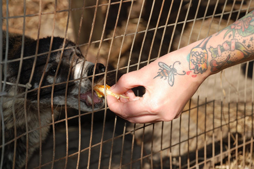Tattooed People with Puppies (90)