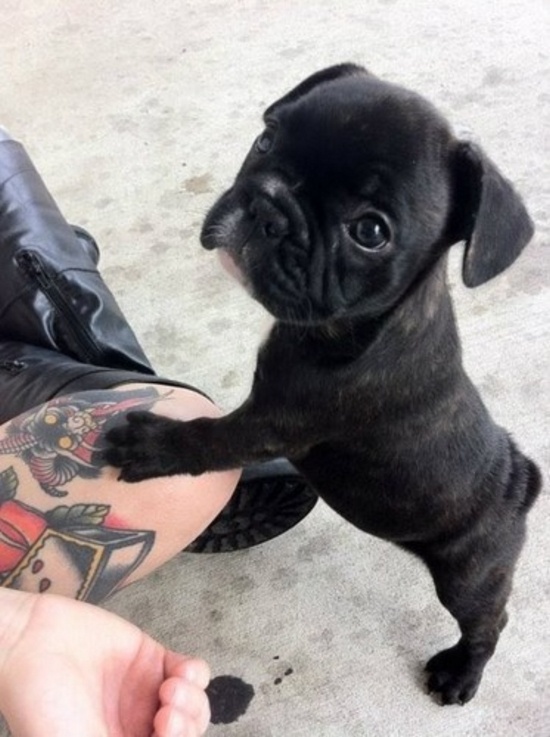 Tattooed People with Puppies (75)
