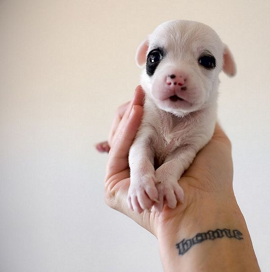 Tattooed People with Puppies (73)