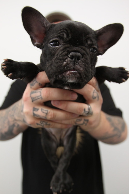 Tattooed People with Puppies (72)