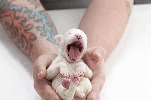 Tattooed People with Puppies (63)