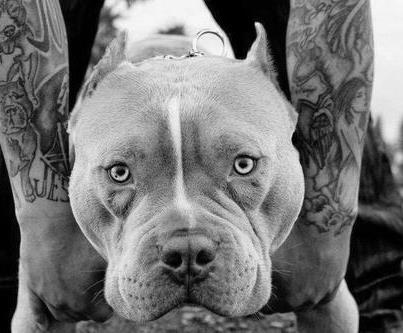 Tattooed People with Puppies (49)