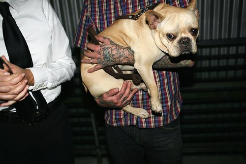 Tattooed People with Puppies (46)