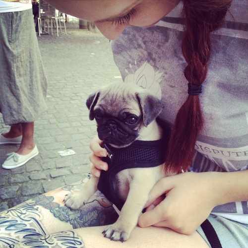 Tattooed People with Puppies (37)