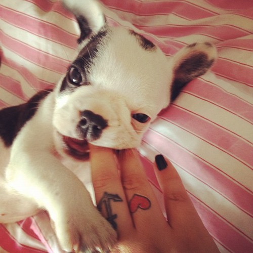 Tattooed People with Puppies (23)